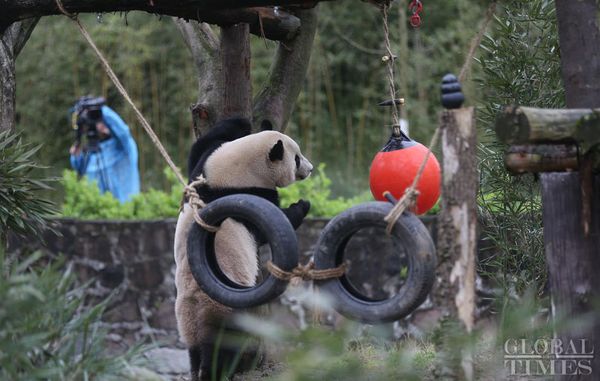 The US-born giant panda Baobao made its official debut on Friday after a one-month quarantine period at the Dujiangyan base of the China Conservation and Research Center for the Giant Panda in Southwest China's Sichuan Province - Sputnik International