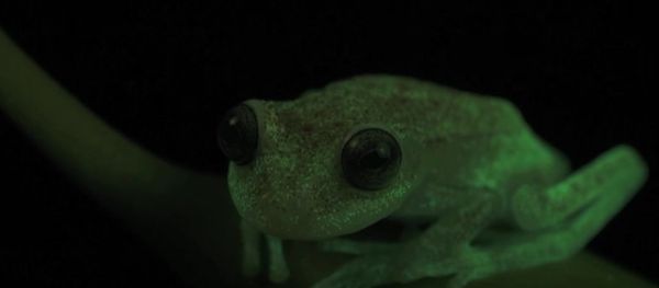 Meet World’s First Fluorescent Frog - Sputnik International