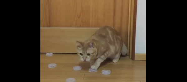 Kitty Practices Goalie Skills - Sputnik International