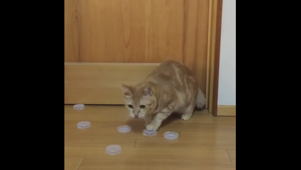Kitty Practices Goalie Skills - Sputnik International