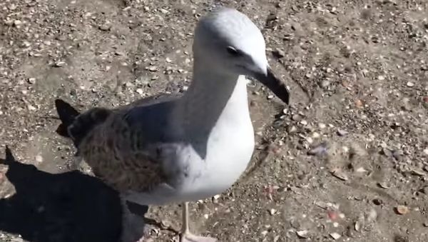 Seagull vs man. Fight and attack on the beach - Sputnik International