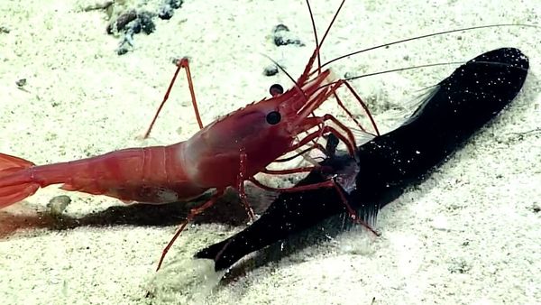 Deep-sea Battle: Exploring Remote Pacific MPAs - Sputnik International