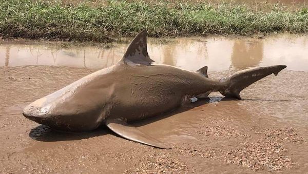 An undated supplied image released March 30, 2017, shows a bull shark that was found in a puddle near the town of Ayr, located south of Townsville, following flooding in the area from heavy rains associated with Cyclone Debbie in Australia. An undated supplied image released March 30, 2017, shows a bull shark that was found in a puddle near the town of Ayr, located south of Townsville, following flooding in the area from heavy rains associated with Cyclone Debbie in Australia. - Sputnik International