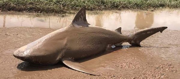 An undated supplied image released March 30, 2017, shows a bull shark that was found in a puddle near the town of Ayr, located south of Townsville, following flooding in the area from heavy rains associated with Cyclone Debbie in Australia. An undated supplied image released March 30, 2017, shows a bull shark that was found in a puddle near the town of Ayr, located south of Townsville, following flooding in the area from heavy rains associated with Cyclone Debbie in Australia. - Sputnik International