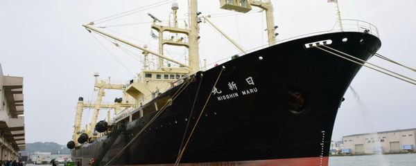 Japanese whaling vessel the Nisshin Maru returns to the Shimonoseki port in southwestern Japan after it and two other vessels hunted 333 minke whales in the Antarctic Ocean Japanese whaling vessel the Nisshin Maru returns to the Shimonoseki port in southwestern Japan after it and two other vessels hunted 333 minke whales in the Antarctic Ocean - Sputnik International