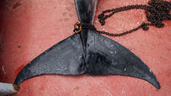 Minke Whale Tail - Sputnik International