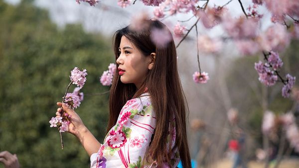 Fleeting Beauty: Cherry Blossoms Bloom Across the World - Sputnik International
