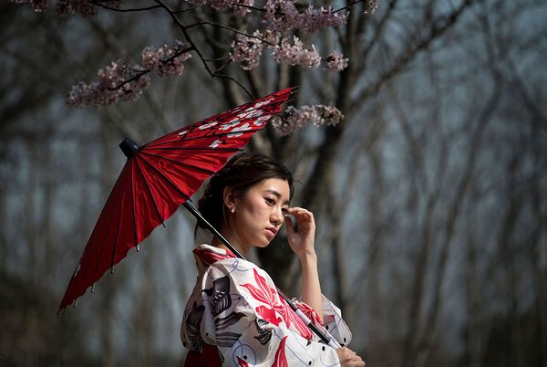 Fleeting Beauty: Cherry Blossoms Bloom Across the World - Sputnik International
