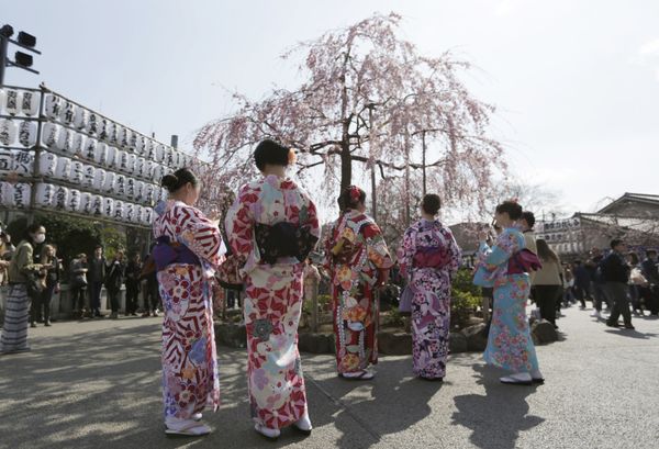 Fleeting Beauty: Cherry Blossoms Bloom Across the World - Sputnik International