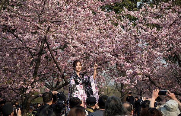 Fleeting Beauty: Cherry Blossoms Bloom Across the World - Sputnik International
