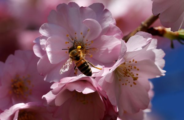 Fleeting Beauty: Cherry Blossoms Bloom Across the World - Sputnik International