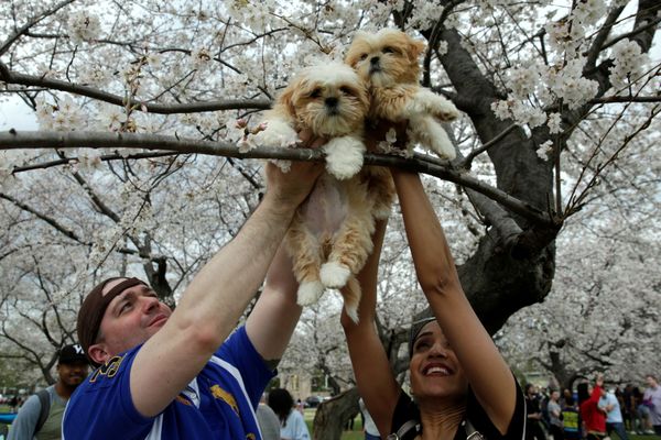 Fleeting Beauty: Cherry Blossoms Bloom Across the World - Sputnik International