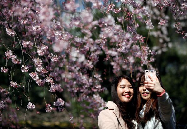 Fleeting Beauty: Cherry Blossoms Bloom Across the World - Sputnik International