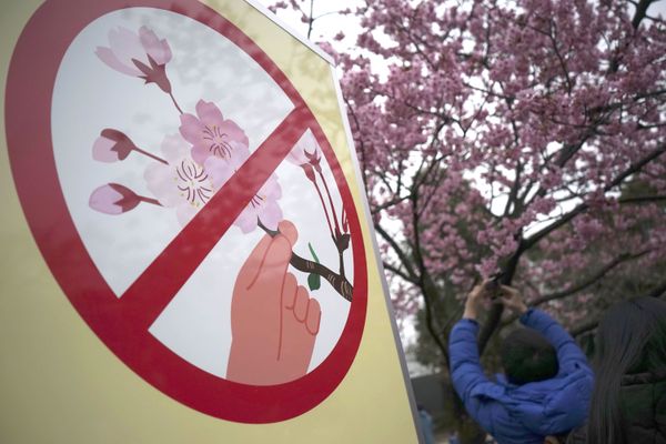 Fleeting Beauty: Cherry Blossoms Bloom Across the World - Sputnik International