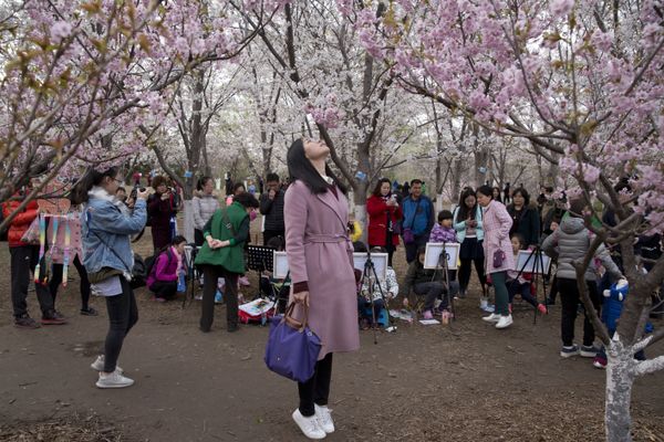 Fleeting Beauty: Cherry Blossoms Bloom Across the World - Sputnik International