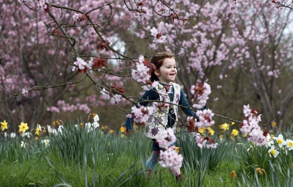 Fleeting Beauty: Cherry Blossoms Bloom Across the World - Sputnik International