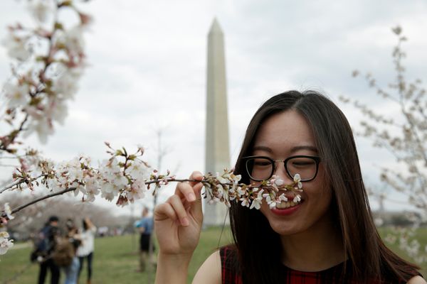 Fleeting Beauty: Cherry Blossoms Bloom Across the World - Sputnik International