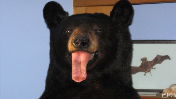 April Fool's Bear - Sputnik International