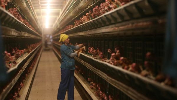 Work at 1st Minsk Poultry Factory in Minsk Region Work at 1st Minsk Poultry Factory in Minsk Region - Sputnik International