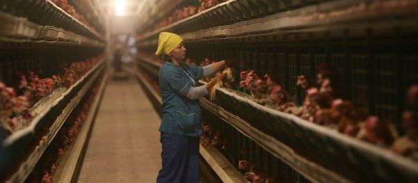 Work at 1st Minsk Poultry Factory in Minsk Region Work at 1st Minsk Poultry Factory in Minsk Region - Sputnik International
