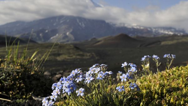 Mountain flowers in the Greater Tolbachic fissure eruption (BFTE) in the Kamchatka region Mountain flowers in the Greater Tolbachic fissure eruption (BFTE) in the Kamchatka region - Sputnik International