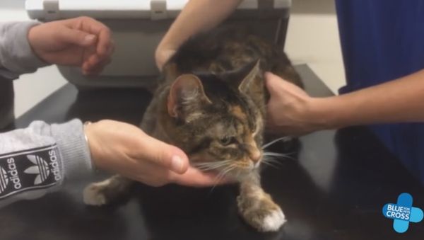 Emergency vodka treatment for poisoned cat - Sputnik International