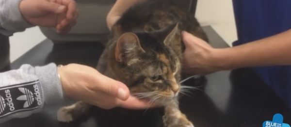 Emergency vodka treatment for poisoned cat Emergency vodka treatment for poisoned cat - Sputnik International