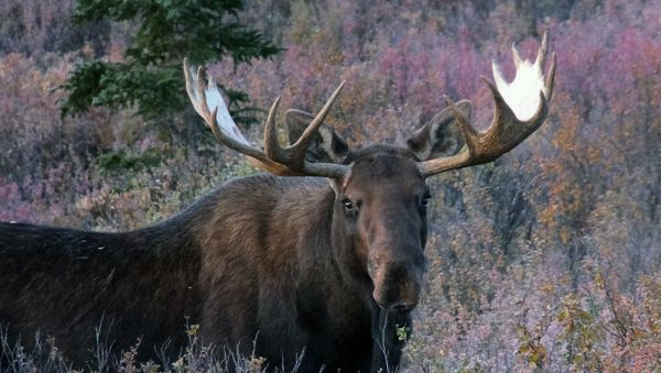 A moose stands amid vegetation, Wednesday, Sept. 2, 2015, in Denali National Park and Preserve, Alaska - Sputnik International
