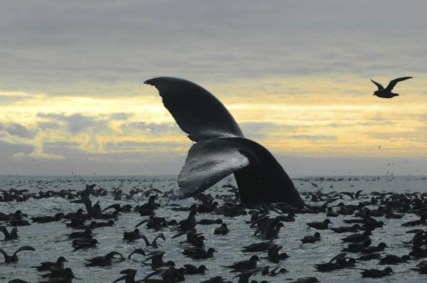 Take a Virtual Journey to Majestic Alaska Take a Virtual Journey to Majestic Alaska - Sputnik International