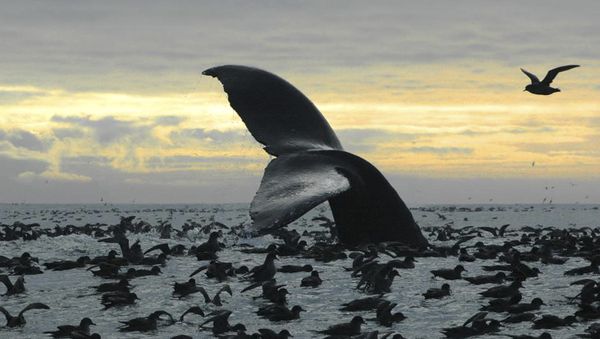Humpback whale diving among an aggregation of short-tailed shearwaters in Cape Cheerful, near Unalaska, Alaska. - Sputnik International