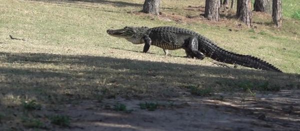 Mama alligator with 16 babies on walk Mama alligator with 16 babies on walk - Sputnik International