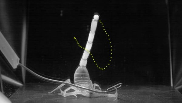 To know a scorpion by its tail: the tail strike of scorpions differs between species - Sputnik International