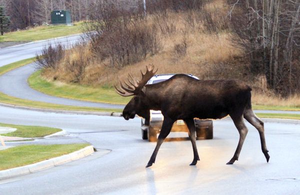 Take a Virtual Journey to Majestic Alaska Take a Virtual Journey to Majestic Alaska - Sputnik International