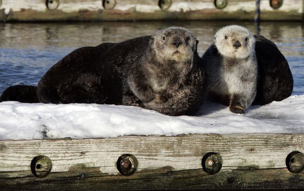 Take a Virtual Journey to Majestic Alaska Take a Virtual Journey to Majestic Alaska - Sputnik International