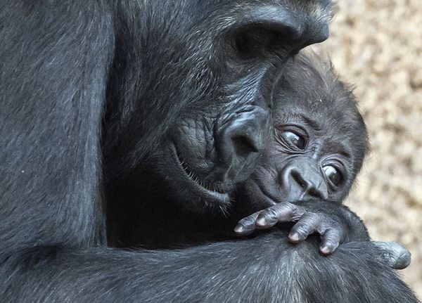Baby gorilla relaxes on her mother Kibara at the zoo in Leipzig, Germany, Thursday, Feb. 16, 2017. The female baby gorilla was born on Dec. 4, 2016 and was named Kianga on Thursday. Baby gorilla relaxes on her mother Kibara at the zoo in Leipzig, Germany, Thursday, Feb. 16, 2017. The female baby gorilla was born on Dec. 4, 2016 and was named Kianga on Thursday. - Sputnik International