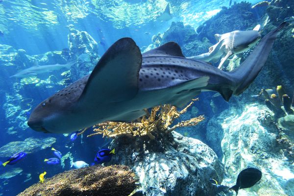 Zebra shark swims at the Aquarium of the Pacific in Long Beach, California, on April 26, 2012.T Zebra shark swims at the Aquarium of the Pacific in Long Beach, California, on April 26, 2012.T - Sputnik International