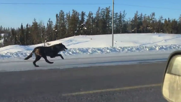 Woman Races Wolves in Car - Sputnik International
