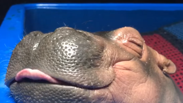 Sweet Dreams, Baby Hippo! - Sputnik International