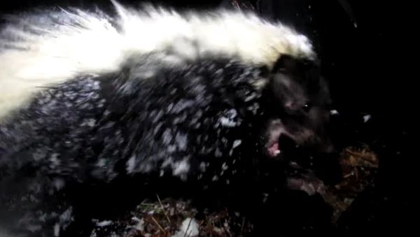 Skunk Sneaks into Backpacker'sTent - Sputnik International