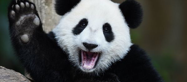 One-year-old female giant panda cub Nuan Nuan reacts inside her enclosure during joint birthday celebrations for the panda and its ten-year-old mother Liang Liang at the National Zoo in Kuala Lumpur on August 23, 2016. One-year-old female giant panda cub Nuan Nuan reacts inside her enclosure during joint birthday celebrations for the panda and its ten-year-old mother Liang Liang at the National Zoo in Kuala Lumpur on August 23, 2016. - Sputnik International