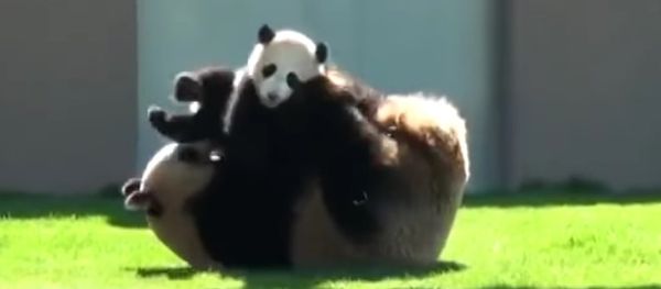 Panda plays with her baby Panda plays with her baby - Sputnik International