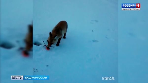 Give a fox a fish and he'll eat for a day... - Sputnik International