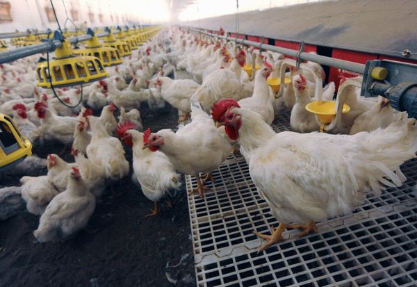 The Nagaibaksky poultry-breeding facility in the Chelyabinsk Region The Nagaibaksky poultry-breeding facility in the Chelyabinsk Region - Sputnik International
