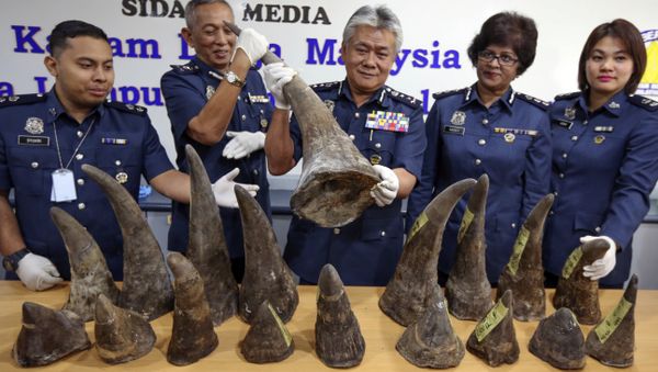 Malaysia Custom Director Hamzah bin Sundang, center, poses with the Rhino horns confiscated at KL International Airport last week, during a press conference in Custom office in Sepang, Malaysia on Monday, April 10, 2017. - Sputnik International