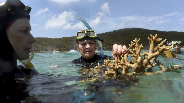 a piece of coral on the Great Barrier Reef off Great Keppel Island, Queensland, Australia - Sputnik International