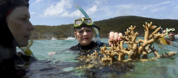 a piece of coral on the Great Barrier Reef off Great Keppel Island, Queensland, Australia - Sputnik International
