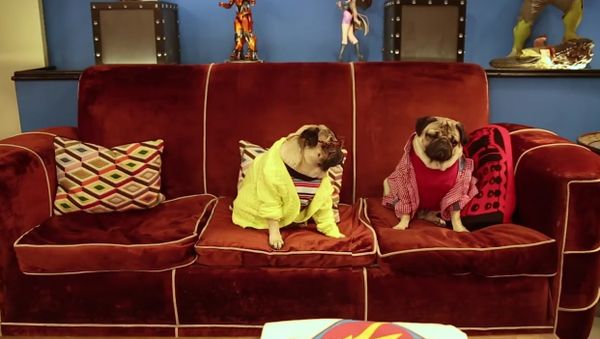 The Big Pug Theory - Sputnik International