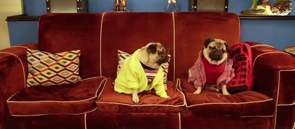 The Big Pug Theory - Sputnik International