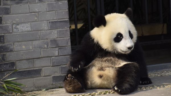 An early photo of one-year-old Wu Wen at home in Dujiangyan base of the China Conservation and Research Center for Giant Panda in Chengdu, Sichuan Province An early photo of one-year-old Wu Wen at home in Dujiangyan base of the China Conservation and Research Center for Giant Panda in Chengdu, Sichuan Province - Sputnik International