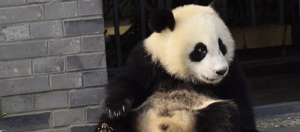 An early photo of one-year-old Wu Wen at home in Dujiangyan base of the China Conservation and Research Center for Giant Panda in Chengdu, Sichuan Province An early photo of one-year-old Wu Wen at home in Dujiangyan base of the China Conservation and Research Center for Giant Panda in Chengdu, Sichuan Province - Sputnik International